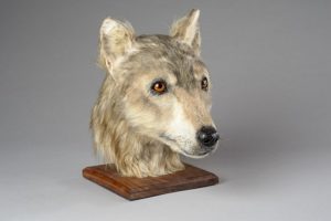 La cabeza de un perro del neolítico, reconstruida por forenses