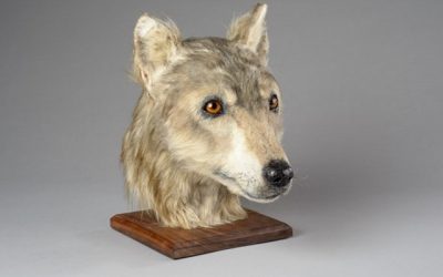 La cabeza de un perro del neolítico, reconstruida por forenses