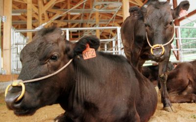 Muere a los 21 años ‘Kaga’, la primera vaca clonada del mundo