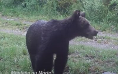 La otra cara del confinamiento: los osos pardos vuelven a la montaña española