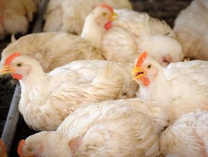 Revelan pistas sobre cómo los virus de la gripe aviar evaden a las vacunas