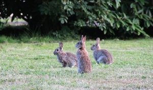 Estudian el cerebro de los conejos para entender la domesticación de los animales