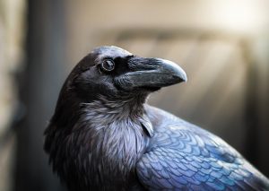 Los cuervos son tan inteligentes como los chimpancés, revela un estudio