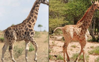 Descubren dos jirafas enanas, un hallazgo que intriga a los científicos