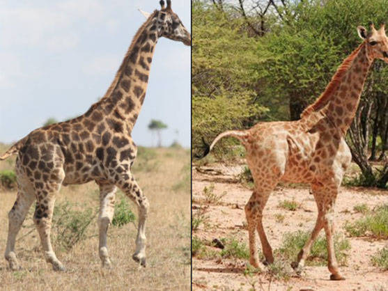 Descubren dos jirafas enanas, un hallazgo que intriga a los científicos